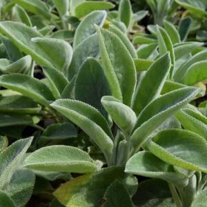 Stachys byzantina 'Big Ears' ---